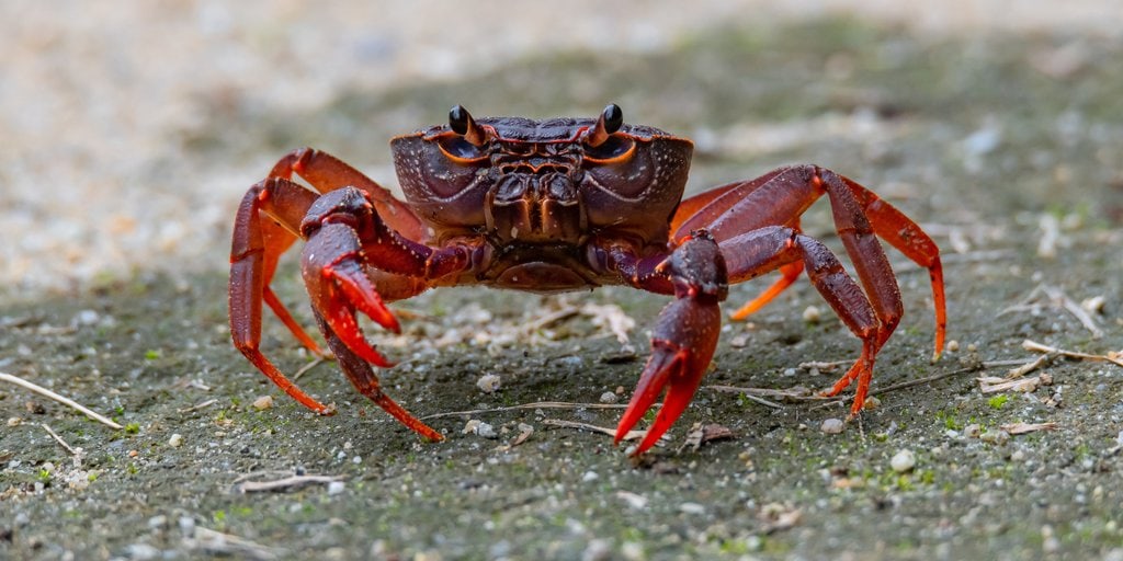 Nature Keeps Evolving Crabs As an Evolutionary Favorable Form
