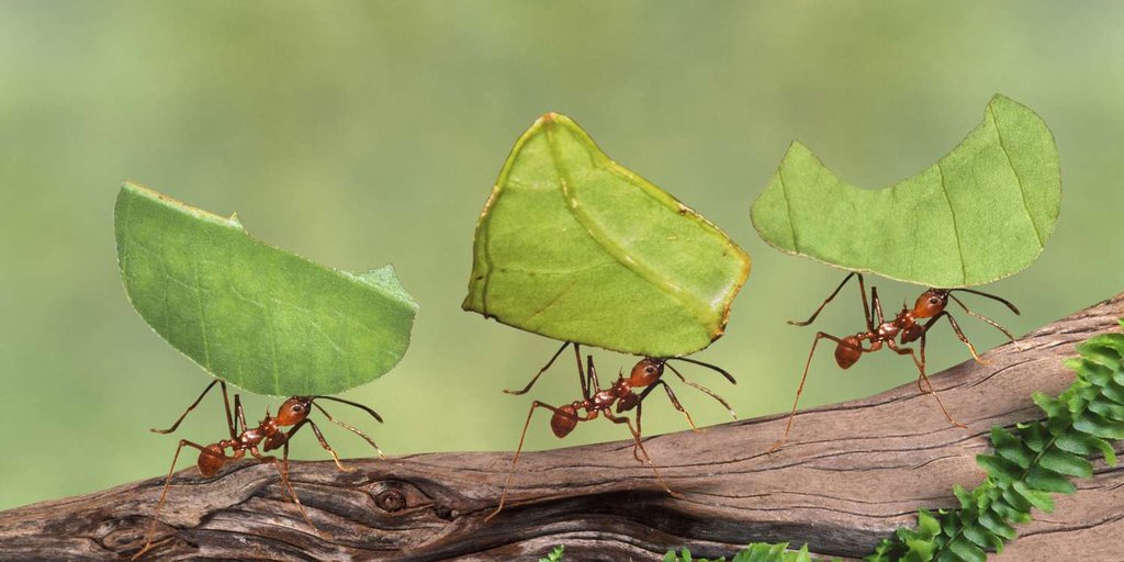 The Totality of All Ants Around the World Is a Staggering Number