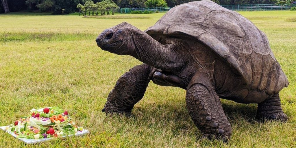 The World’s Oldest Living Land Animal, a Tortoise Named Jonathan, Turns 191